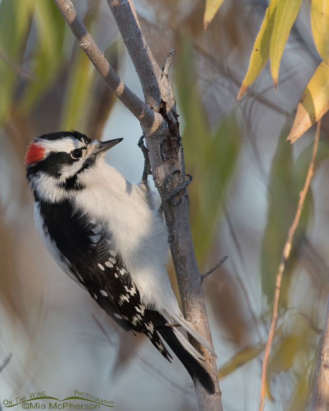 Male Downy Woodpecker at Farmington Bay WMA, Davis County, Utah