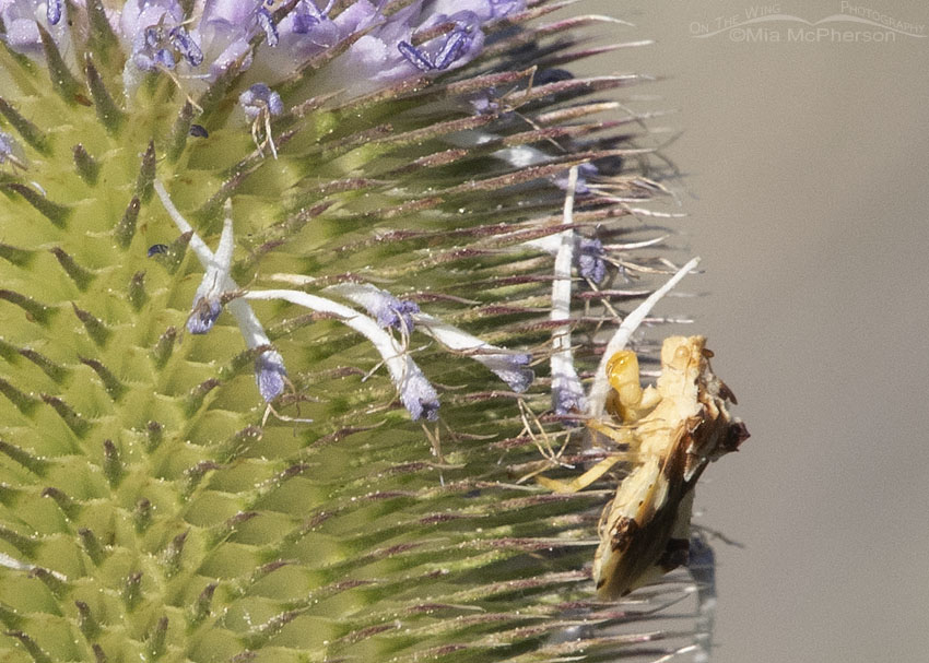 Jagged Ambush Bug on a Teasel, Box Elder County, Utah