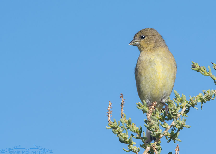 Lesser Goldfinch perched on Greasewood, Farmington Bay WMA, Davis County, Utah