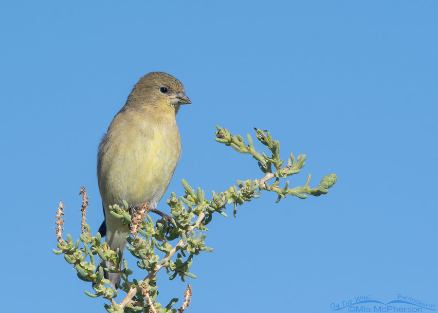 Lesser Goldfinch at Farmington Bay, Farmington Bay WMA, Davis County, Utah