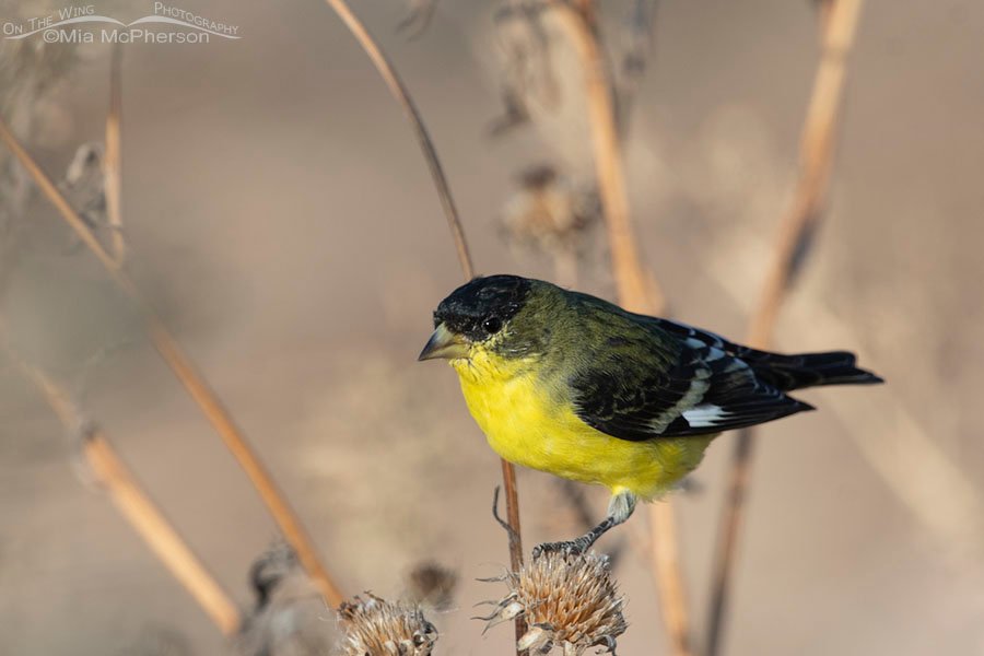 Adult male Lesser Goldfinch in autumn, Farmington Bay WMA, Davis County, Utah