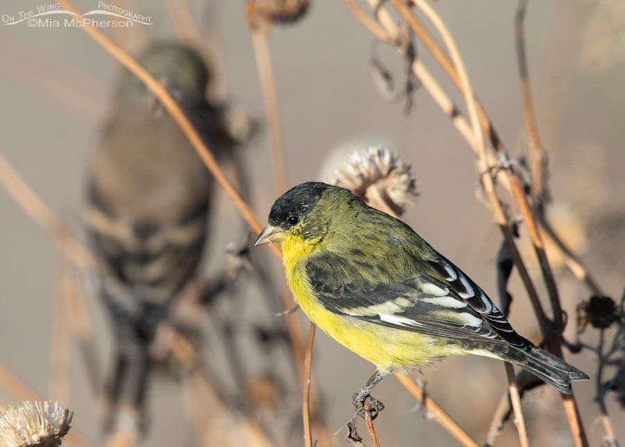 Autumn male Lesser Goldfinch, Farmington Bay WMA, Davis County, Utah