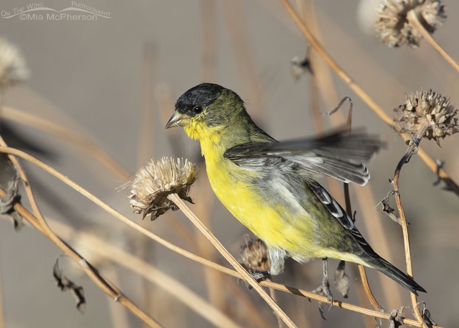 Male Lesser Goldfinch lifting off, Farmington Bay WMA, Davis County, Utah