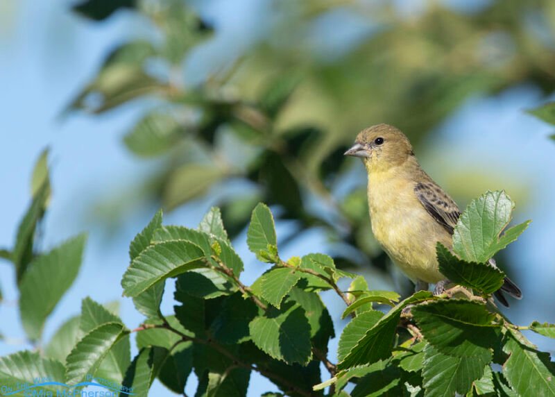 Nature Center Parking Lot Lesser Goldfinch - Mia McPherson's On The ...