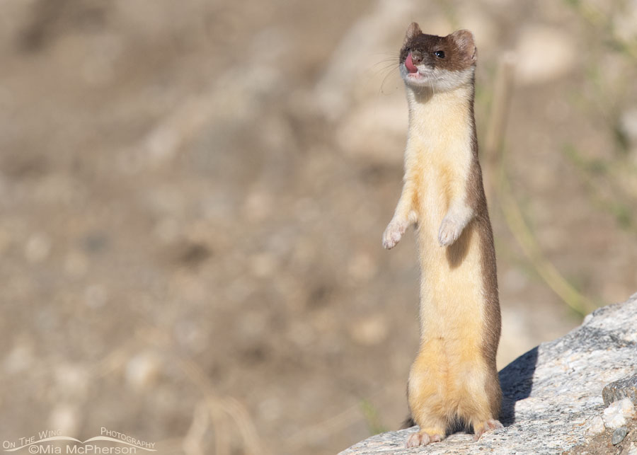 Long-tailed Weasel sticking out its tongue, Farmington Bay WMA, Davis County, Utah