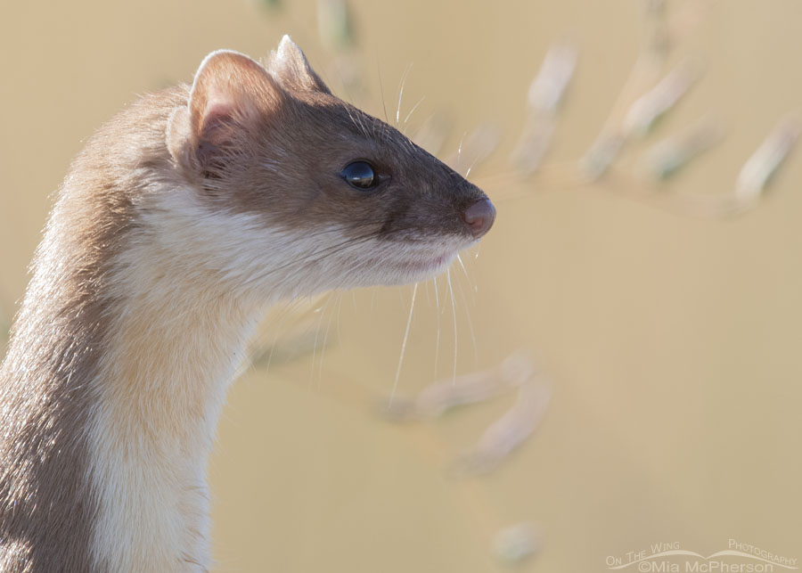 Side-lit Long-tailed Weasel portrait, Farmington Bay WMA, Davis County, Utah
