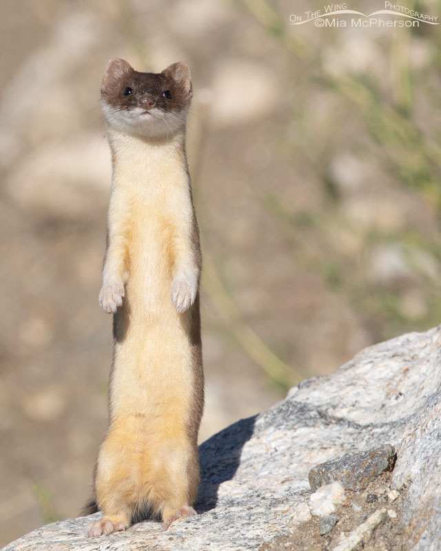 Standing Long-tailed Weasel, Farmington Bay WMA, Davis County, Utah