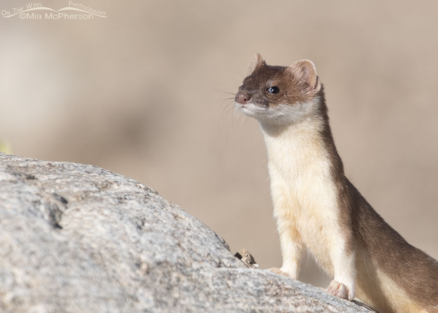 Long-tailed Weasel side-eye, Farmington Bay WMA, Davis County, Utah