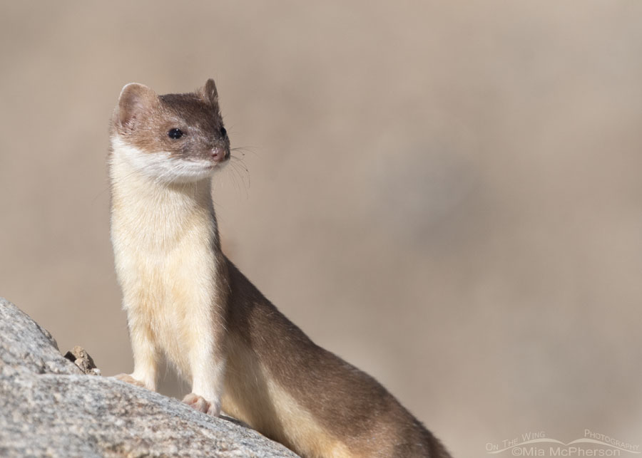 Long-tailed Weasel in its sleek summer coat, Farmington Bay WMA, Davis County, Utah