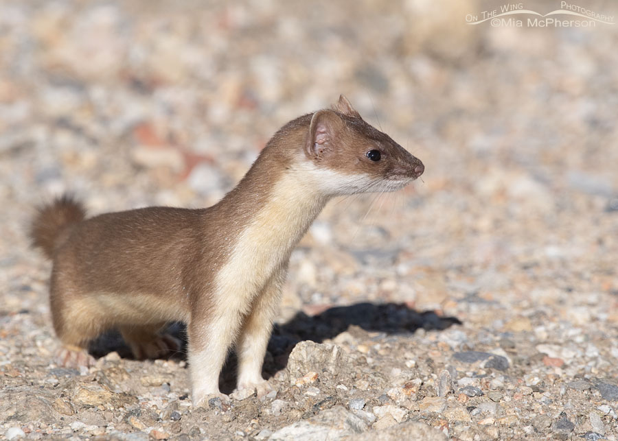 Long-tailed Weasel stopped on a gravel road, Farmington Bay WMA, Davis County, Utah