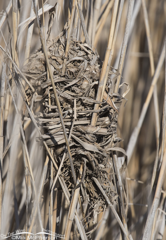 Marsh Wren nest at Bear River Migratory Bird Refuge, Box Elder County, Utah