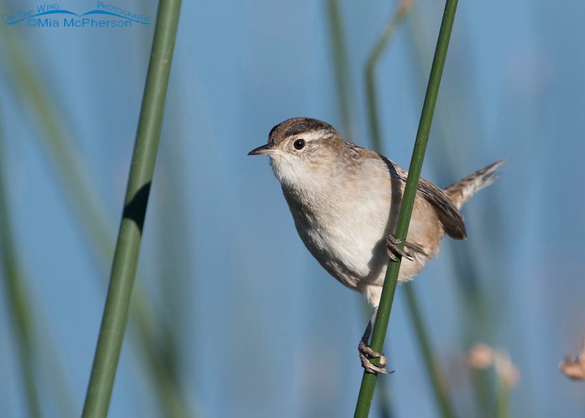 Autumn Marsh Wren, Bear River Migratory Bird Refuge, Box Elder County, Utah