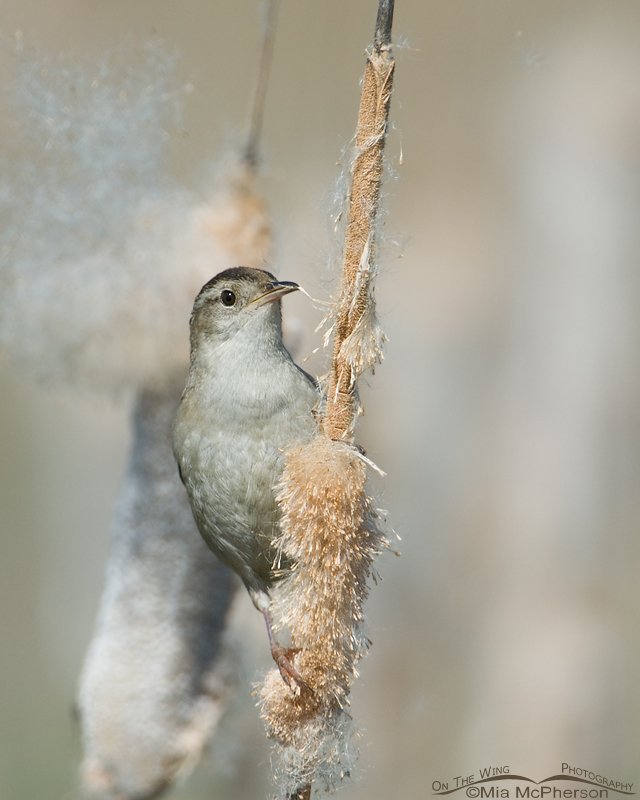 Marsh Wren male perched on a Cattail at Bear River Migratory Bird Refuge, Box Elder County, Utah