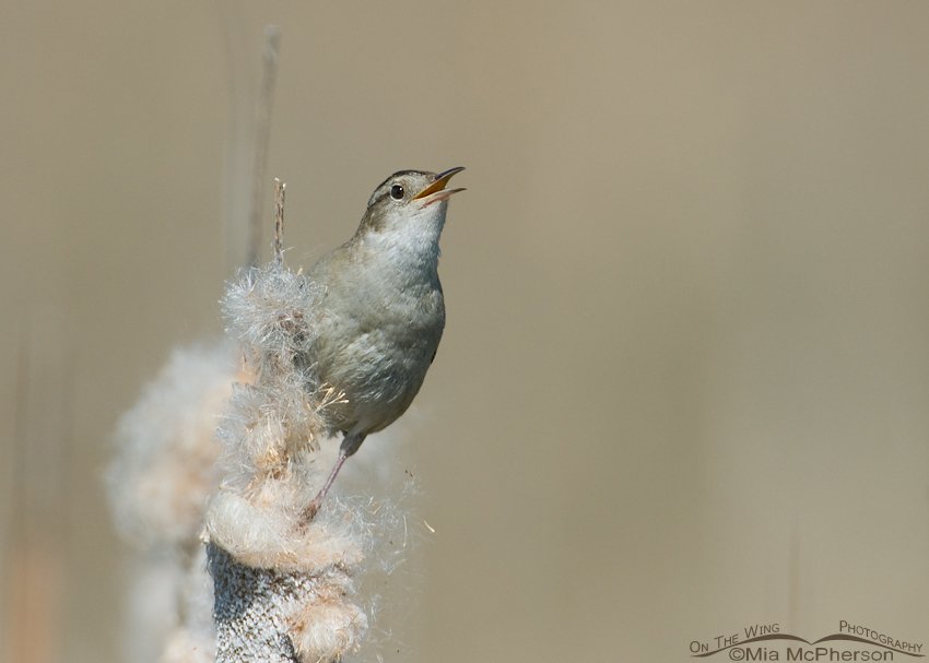 Marsh Wren in Cattail fluff at Bear River Migratory Bird Refuge, Box Elder County, Utah