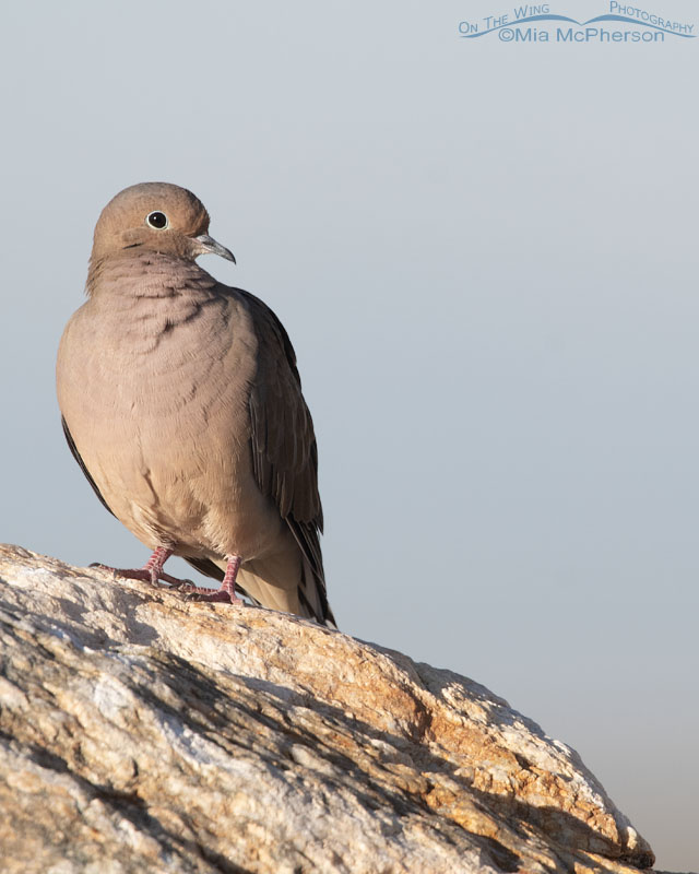 Male Mourning Dove at Farmington Bay WMA, Davis County, Utah