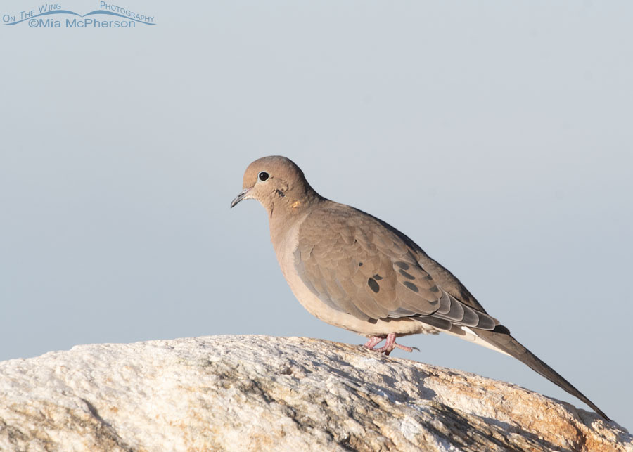 Morning Mourning Dove on a boulder, Farmington Bay WMA, Davis County, Utah