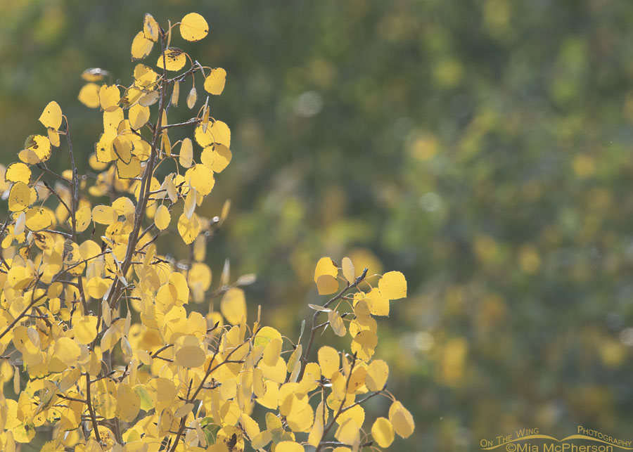Golden Quaking Aspen leaves in late summer, Wasatch Mountains, Morgan County, Utah
