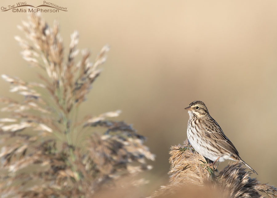 Autumn Savannah Sparrow at Farmington Bay WMA, Davis County, Utah