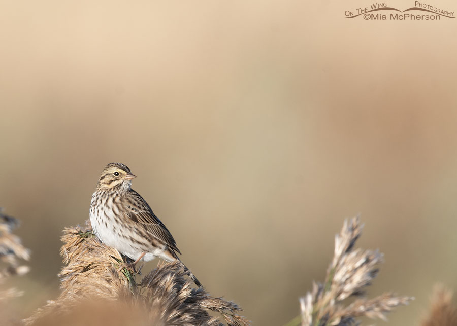 Fall Savannah Sparrow in a marsh, Farmington Bay WMA, Davis County, Utah
