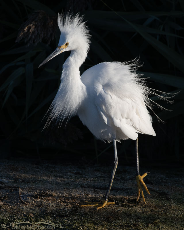 Snowy Egret In Marsh Morning Light - Mia McPherson's On The Wing Photography