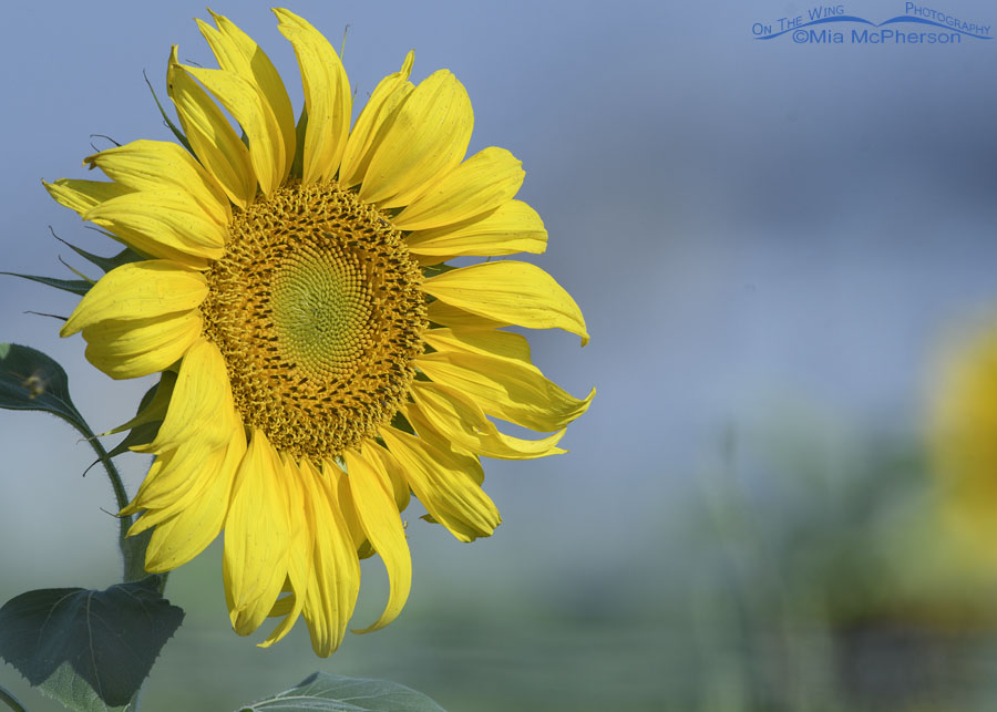 Sunflower blooming in Utah, Farmington Bay WMA, Davis County, Utah