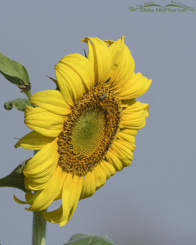 Sunflower with a green metallic bee and wasp, Farmington Bay WMA, Davis County, Utah