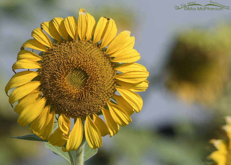 Sunflower with curly petals, Farmington Bay WMA, Davis County, Utah