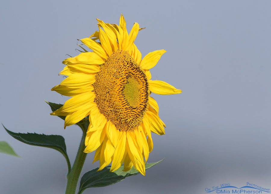Sunflower facing the morning light, Farmington Bay WMA, Davis County, Utah