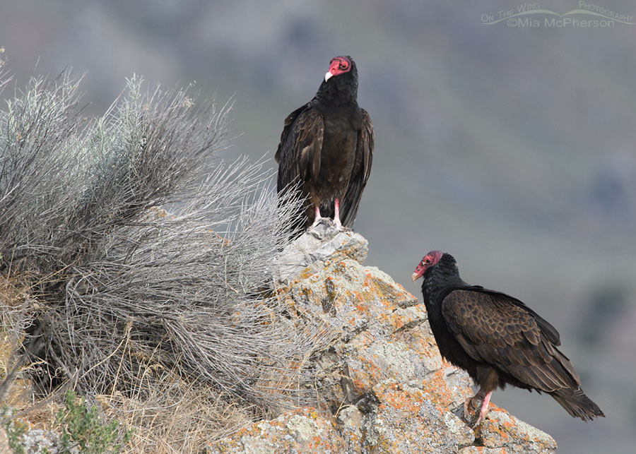Two Turkey Vultures on a spring morning, Box Elder County, Utah