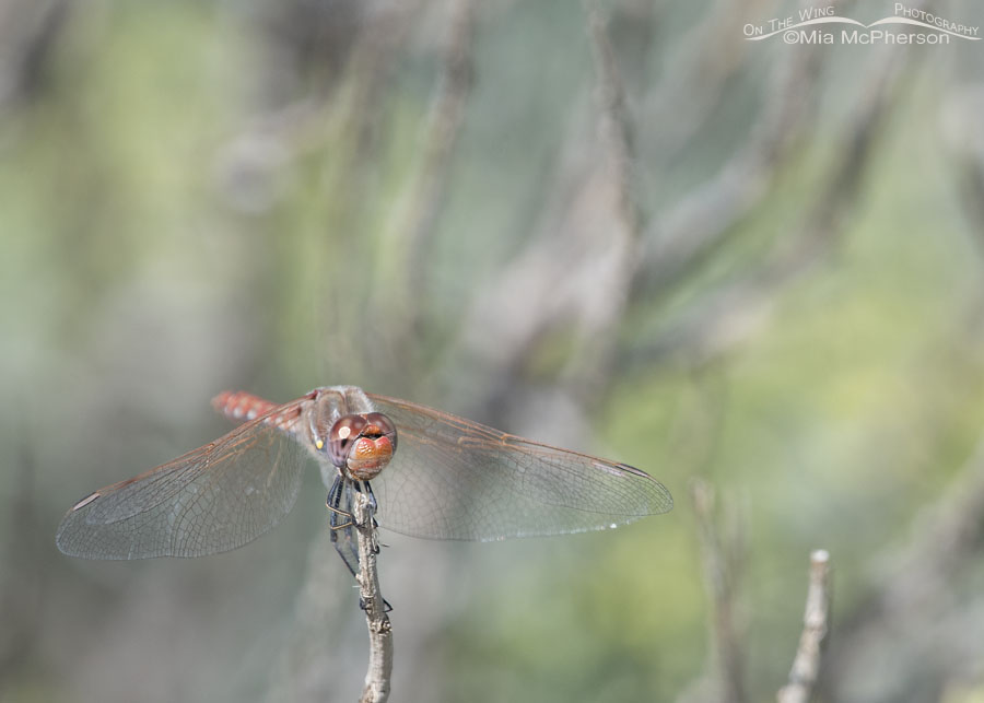 Male Variegated Meadowhawk dragonfly at Farmington Bay WMA, Davis County, Utah