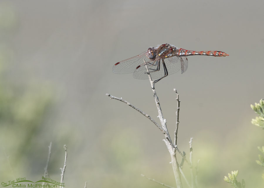 Male Variegated Meadowhawk dragonfly resting, Farmington Bay WMA, Davis County, Utah