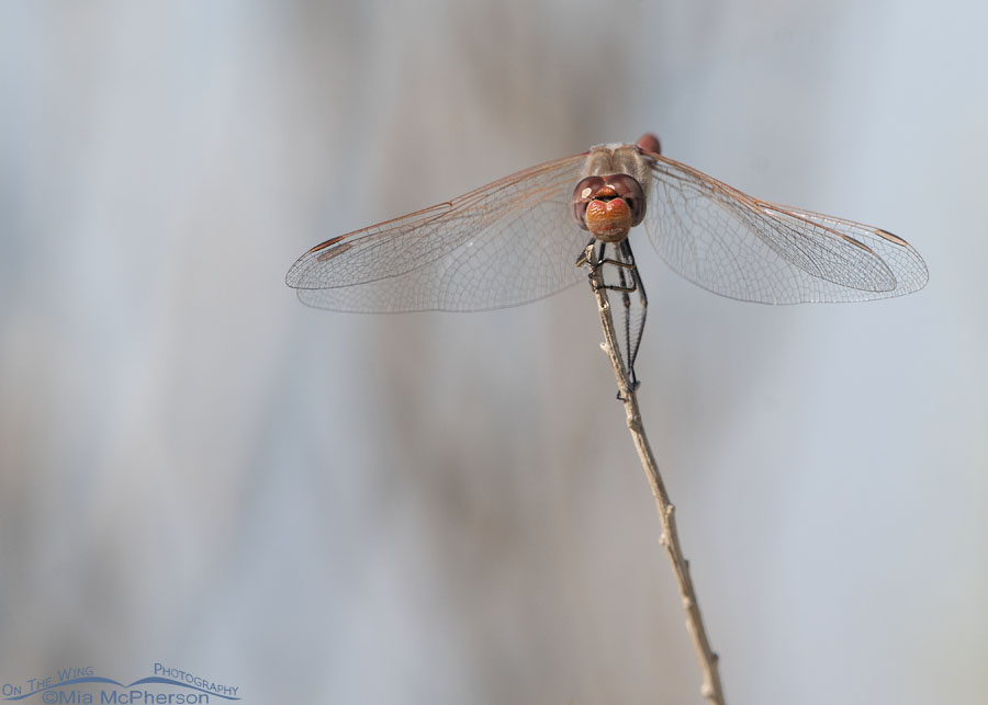 Male Variegated Meadowhawk dragonfly head on, Farmington Bay WMA, Davis County, Utah