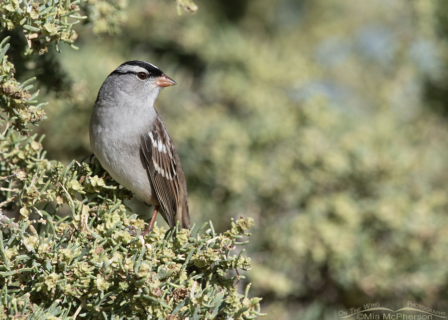 Interior West White-crowned Sparrow perched in Greasewood, Farmington Bay WMA, Davis County, Utah