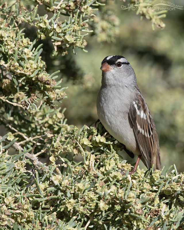 White-crowned Sparrow adult - Interior West subspecies, Farmington Bay WMA, Davis County, Utah