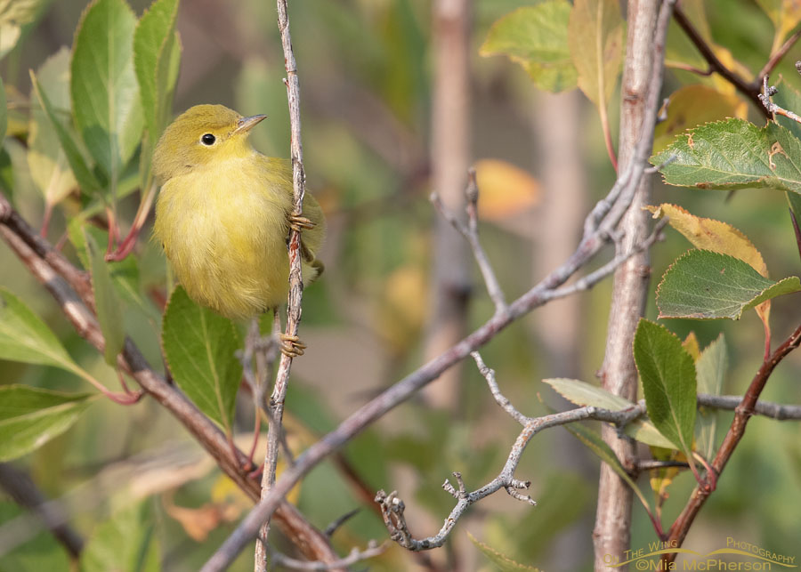 Late summer Yellow Warbler in the Wasatch Mountains, East Canyon, Morgan County, Utah