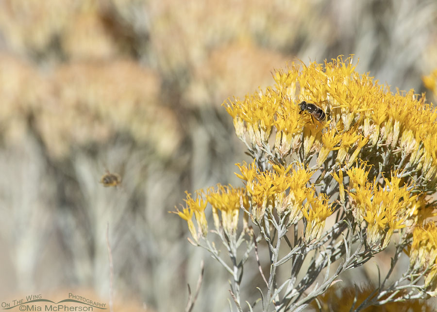 Autumn Black-footed Drone Fly, West Desert, Tooele County, Utah