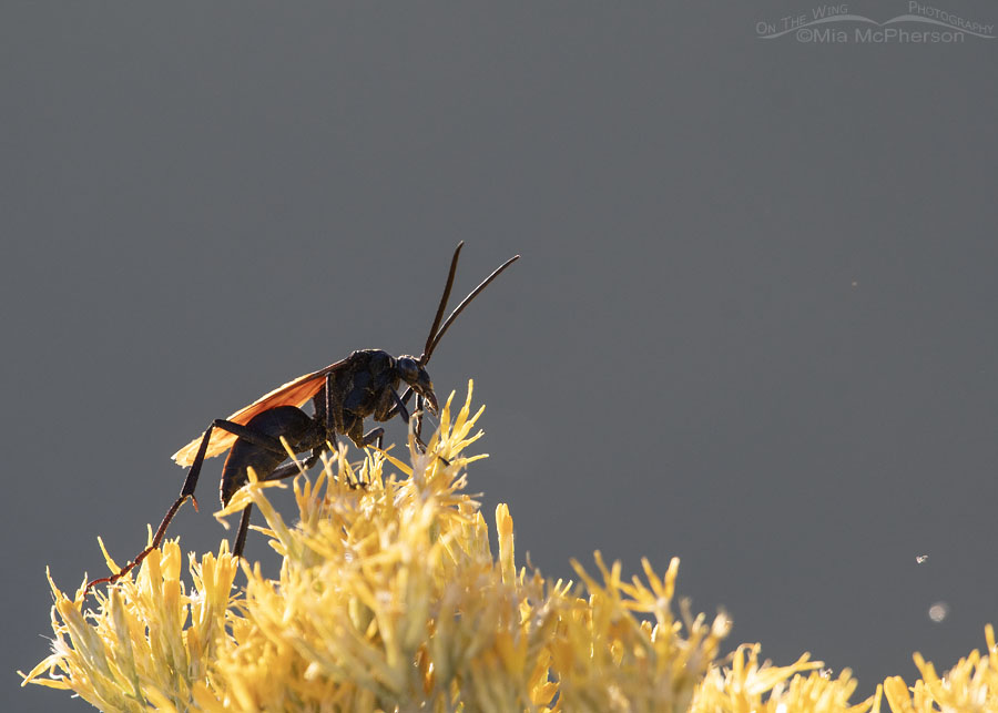 Tarantula-hawk Wasp in the West Desert, Stansbury Mountains, Tooele County, Utah