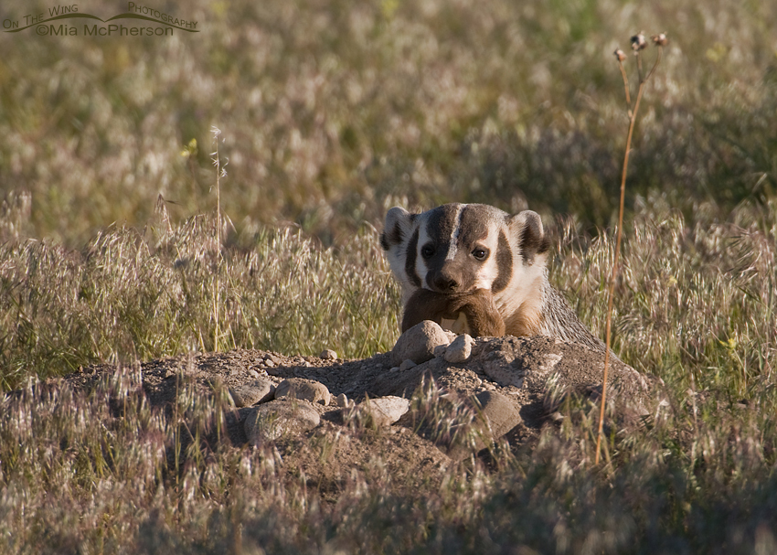 An American Badger with its prey, a Long-tailed Weasel, Antelope Island State Park, Davis County, Utah