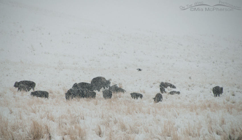 Herd of Bison and one Raven in a blizzard, Antelope Island State Park, Davis County, Utah