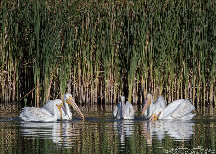 American White Pelicans fueling up for migration, Farmington Bay WMA, Davis County, Utah