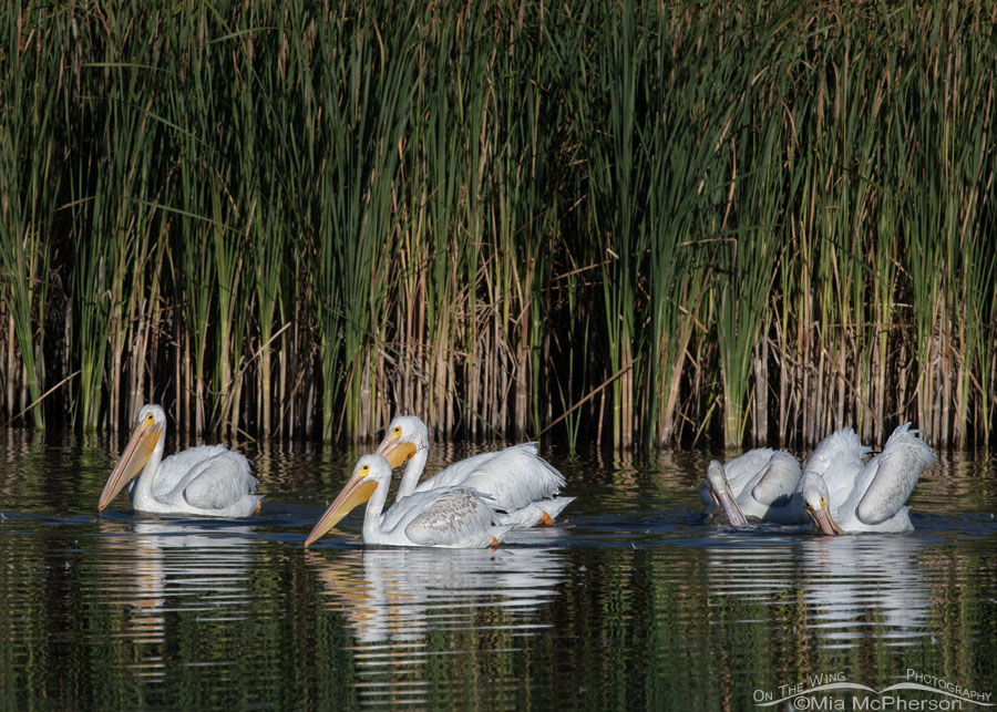 Fall American White Pelicans in Farmington Bay's wetlands, Farmington Bay WMA, Davis County, Utah