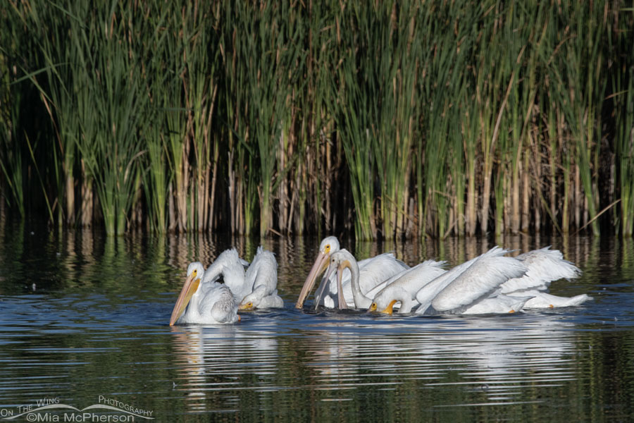 Feeding American White Pelicans in fall, Farmington Bay WMA, Davis County, Utah