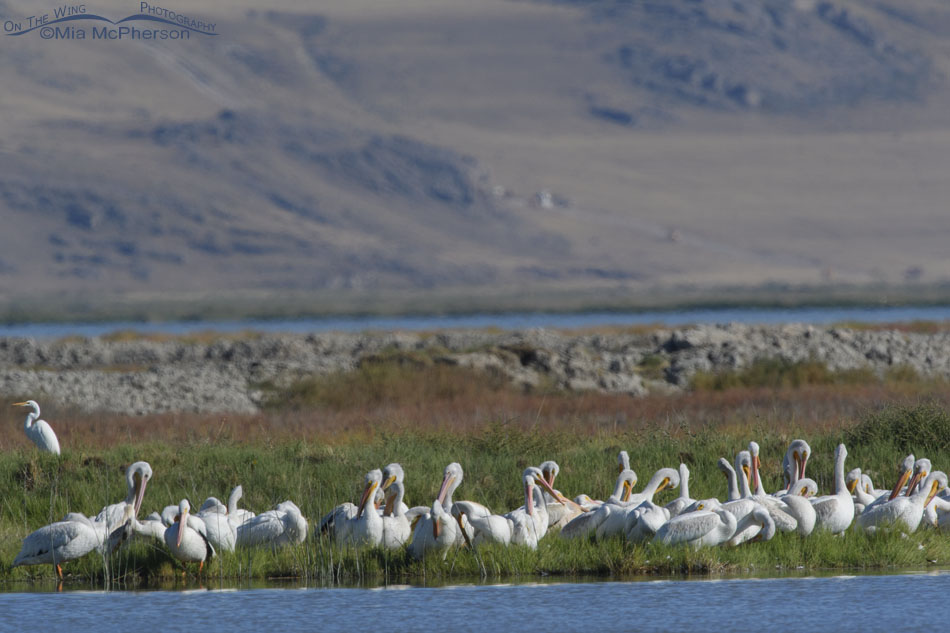 Flock of American White Pelicans on the bank of the Bear River, Bear River Migratory Bird Refuge, Box Elder County, Utah