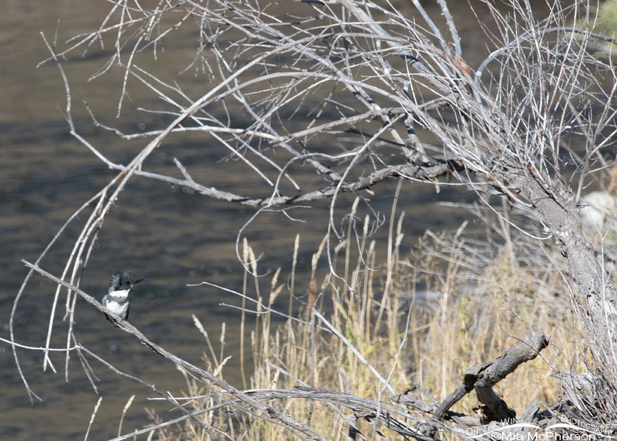 Agitated male Belted Kingfisher over an alpine creek, Wasatch Mountains, Summit County, Utah