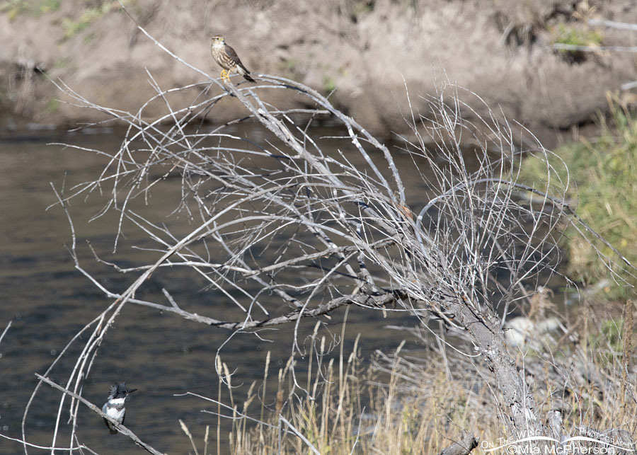 Creekside Belted Kingfisher and a Merlin, Wasatch Mountains, Summit County, Utah