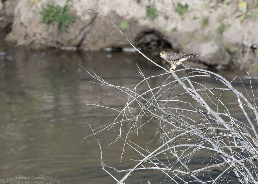 Merlin perched above an alpine creek, Wasatch Mountains, Summit County, Utah