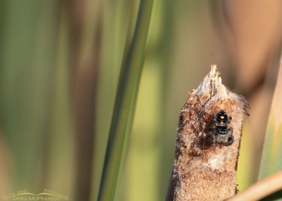 Bold Jumper Spider on a cattail in the fall, Salt Lake County, Utah