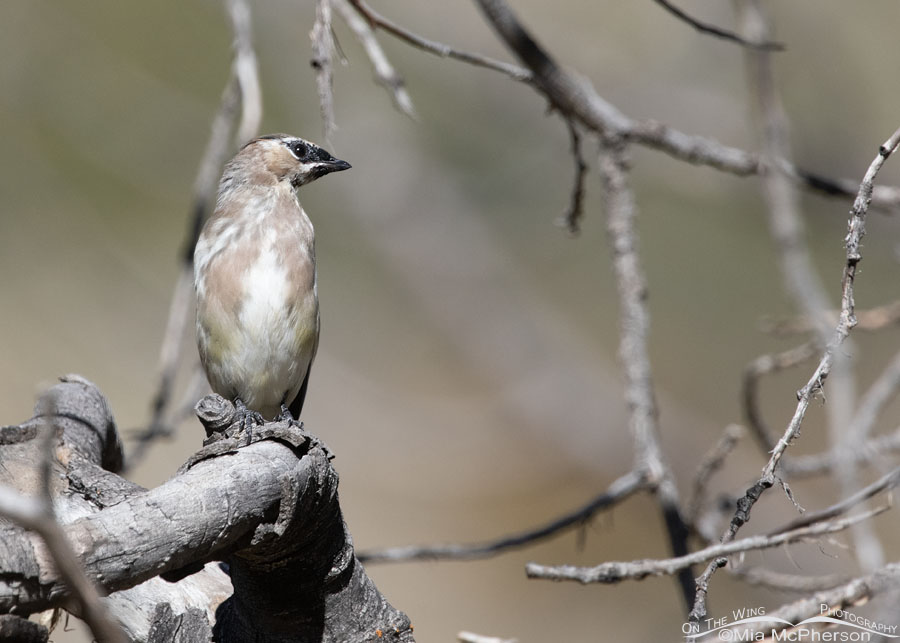 Molting young Cedar Waxwing in the Wasatch Mountains, Morgan County, Utah