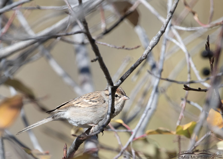 Peekaboo Chipping Sparrow, Wasatch Mountains, Morgan County, Utah