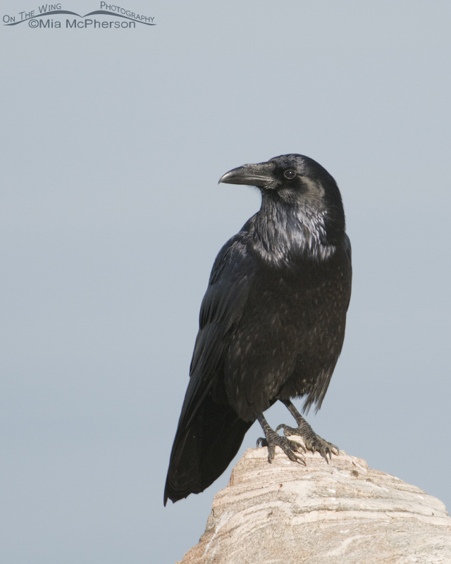 Common Raven head turn, perched on a boulder next to the causeway to Antelope Island State Park